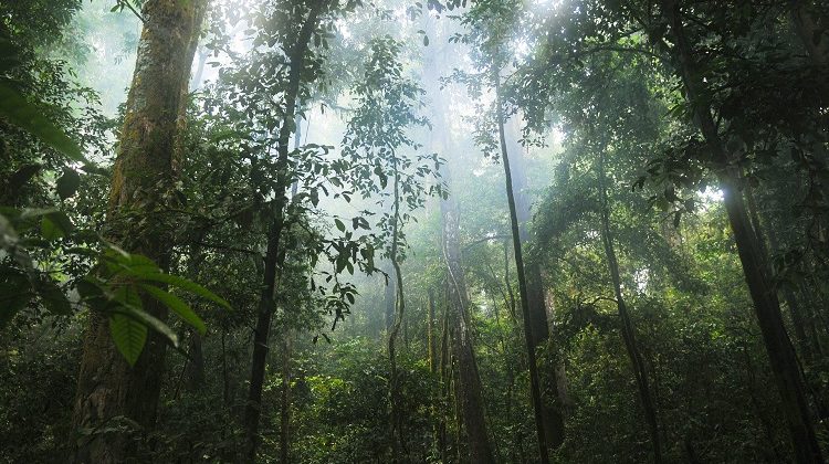 tropical forest