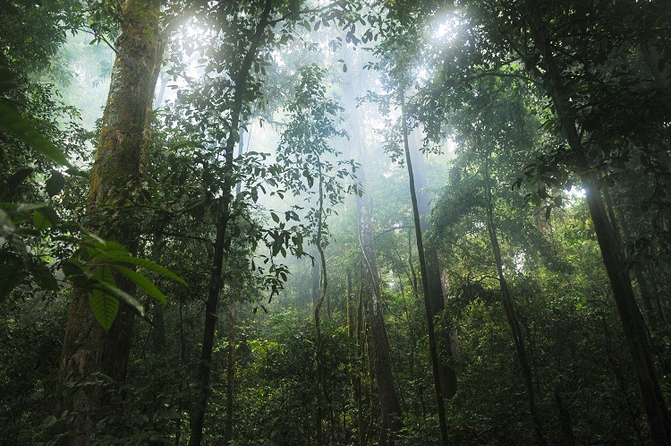 tropical forest