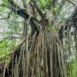 balete tree