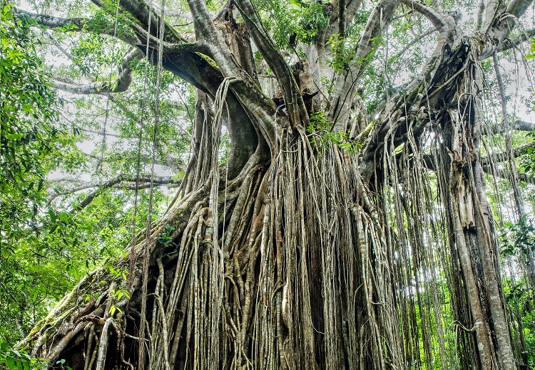 balete tree