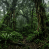 forest of San Diego