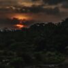 gloomy forest sunset