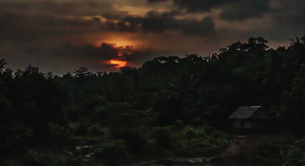 gloomy forest sunset