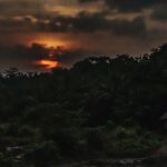 gloomy forest sunset