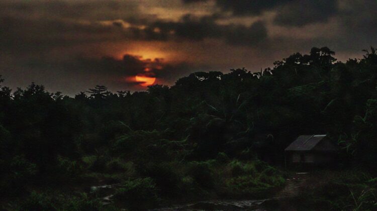 gloomy forest sunset